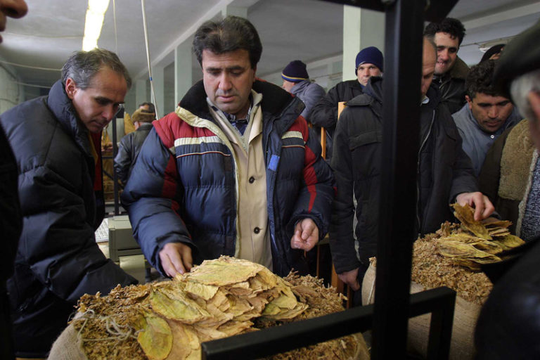 Во четврток започнува исплатата на субвенциите за тутунот