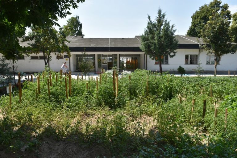 Децата и вработените во градинката „Бончејца“, ги собираат првите плодови од ботаничката градина