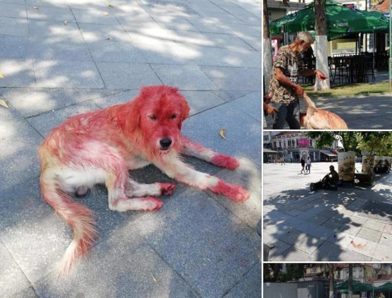 Приведен прилепчанец за мачење животни