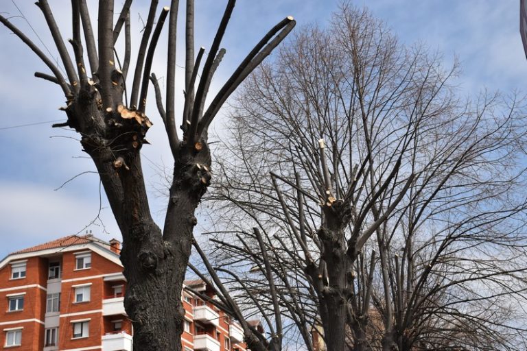 Пролетно естетско кастрење на дрвјата во центарот на Прилеп