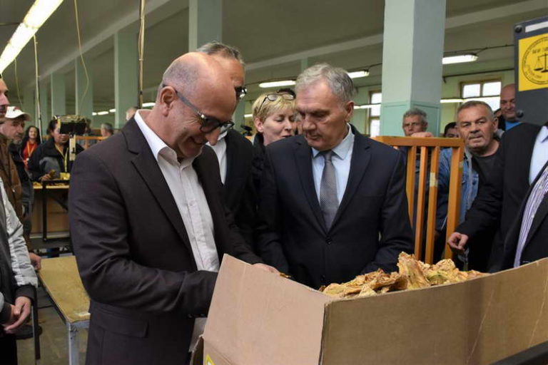 Стартуваше откупот на тутун од годинешната реколта