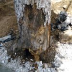 По повод информациите кои се појавија на одредени медиуми, а кои се однесуваат на исечените дрвја на ул.„Прилепски бранители“, Општина Прилеп до јавноста го испраќа следното соопштение: